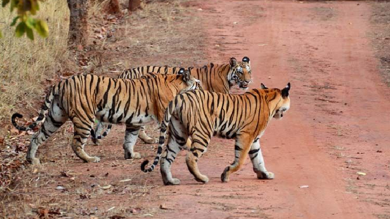 Famous Wildlife Sanctuaries in India