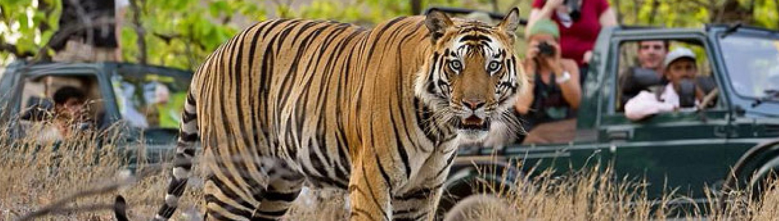 Golden Triangle Tour with Ranthambore