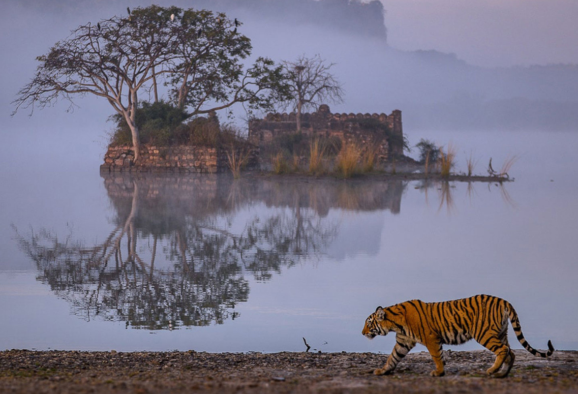 Golden Triangle Tour with Ranthambore